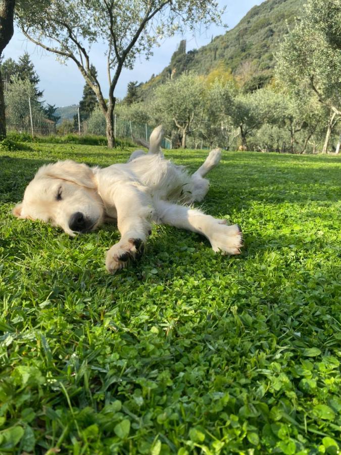 Sotto Il Cielo Di Toscana Appartamenti In Tenuta Only Adults No Pet Camaiore Kültér fotó