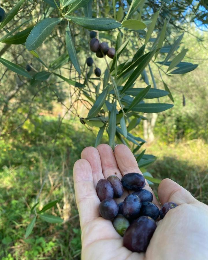 Sotto Il Cielo Di Toscana Appartamenti In Tenuta Only Adults No Pet Camaiore Kültér fotó