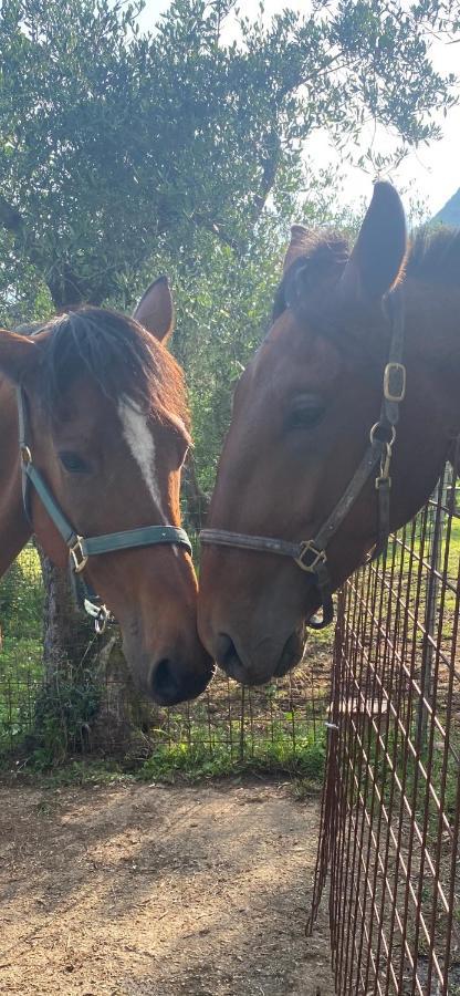 Sotto Il Cielo Di Toscana Appartamenti In Tenuta Only Adults No Pet Camaiore Kültér fotó