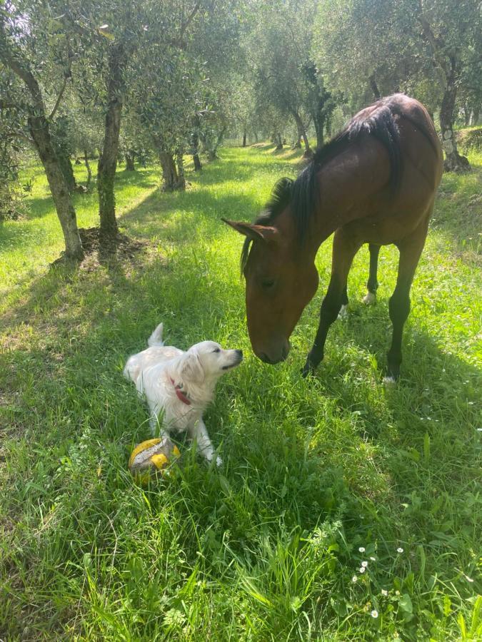 Sotto Il Cielo Di Toscana Appartamenti In Tenuta Only Adults No Pet Camaiore Kültér fotó
